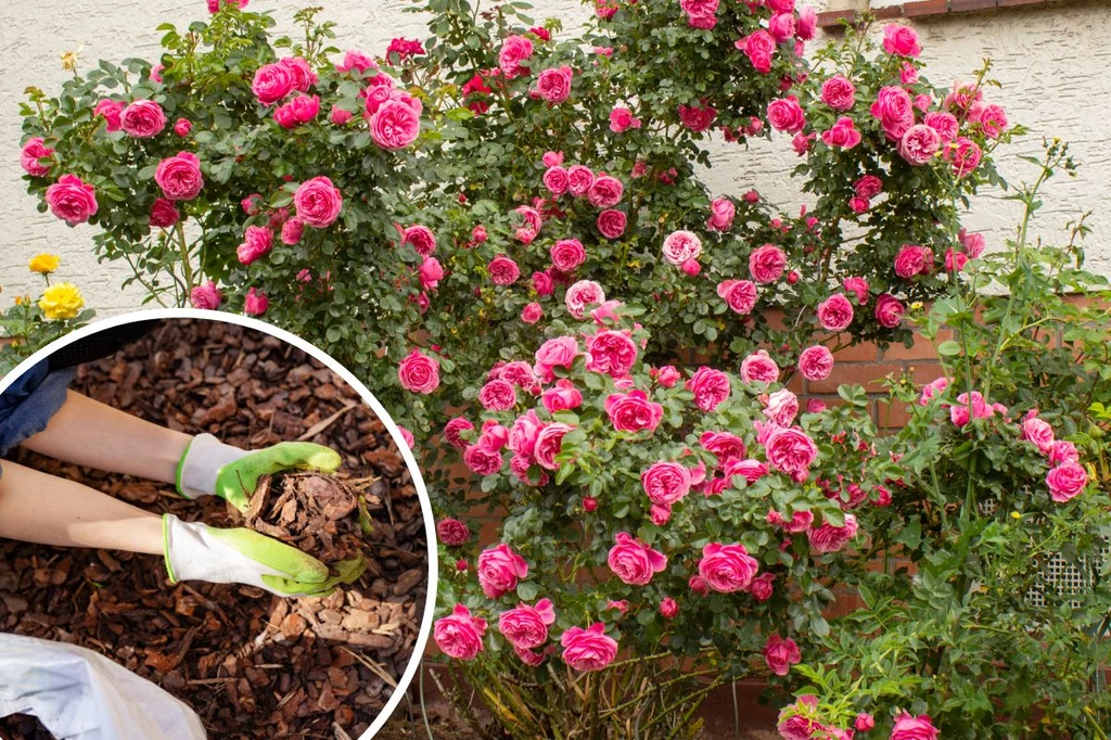 Warto zabezpieczyć krzewy różane przed zimą, by ponownie cieszyć się ich wyglądem już wiosną