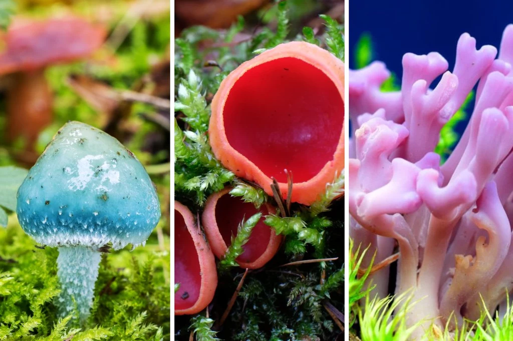 W polskich lasach możemy spotkać niezwykłe okazy grzybów