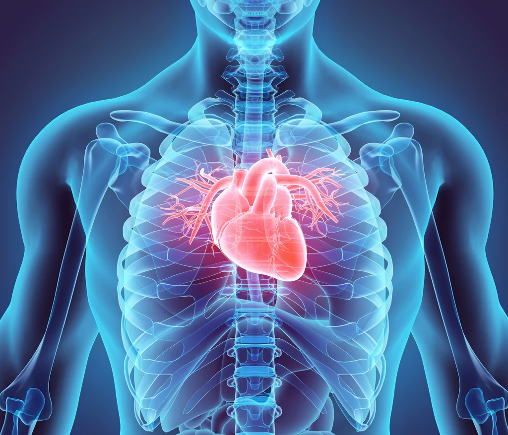 Żołedzie mają składniki, które pozytywnie wpływają na układ sercowo-naczyniowy