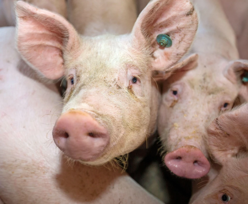 Świnie przeżywają horror w wielu gospodarstwach