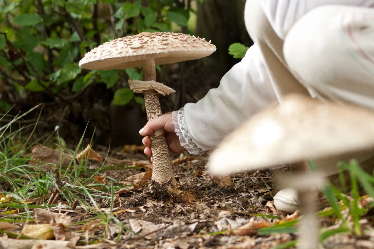 Dla pewnej pary wyprawa do lasu mogła się bowiem skończyć tragicznie Dla pewnej pary wyprawa do lasu mogła się bowiem skończyć tragicznie