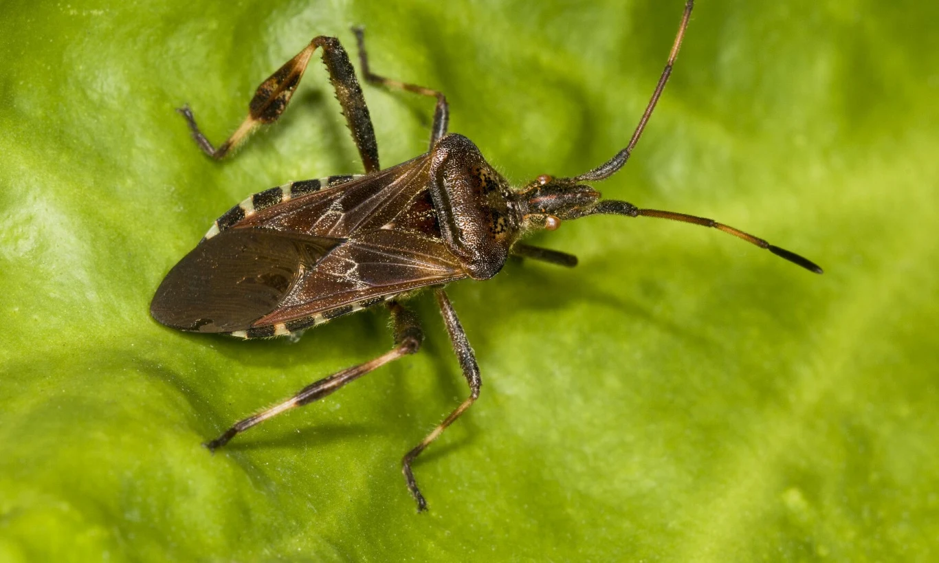 Wtyk amerykański (łac. leptoglossus occidentalis) Wtyk amerykański (łac. leptoglossus occidentalis)