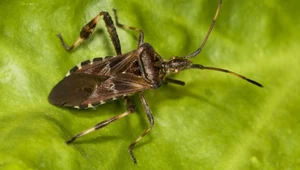 Wtyk amerykański (łac. leptoglossus occidentalis)