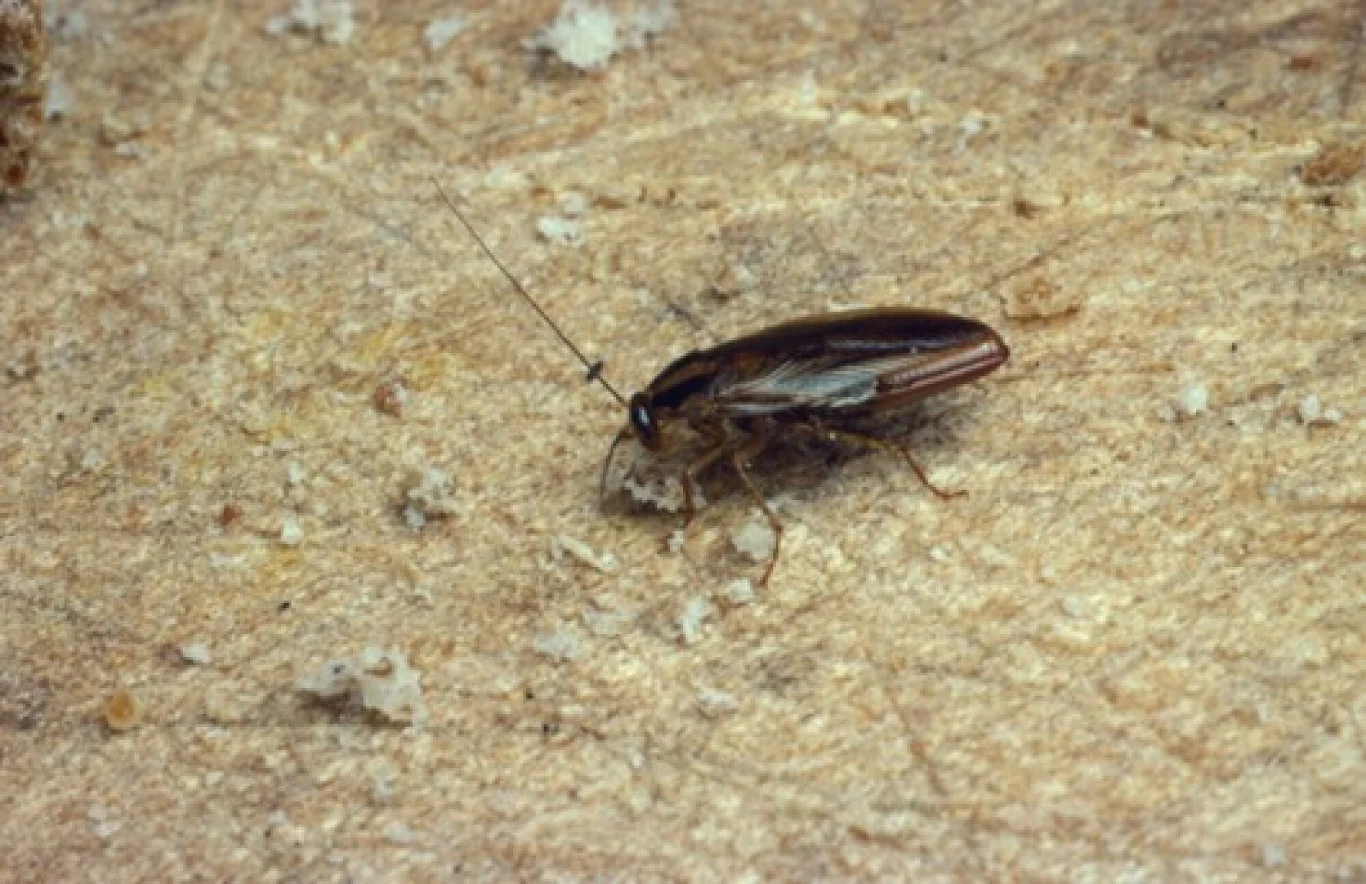Karaczan prusak (łac. blattella germanica) Karaczan prusak (łac. blattella germanica)