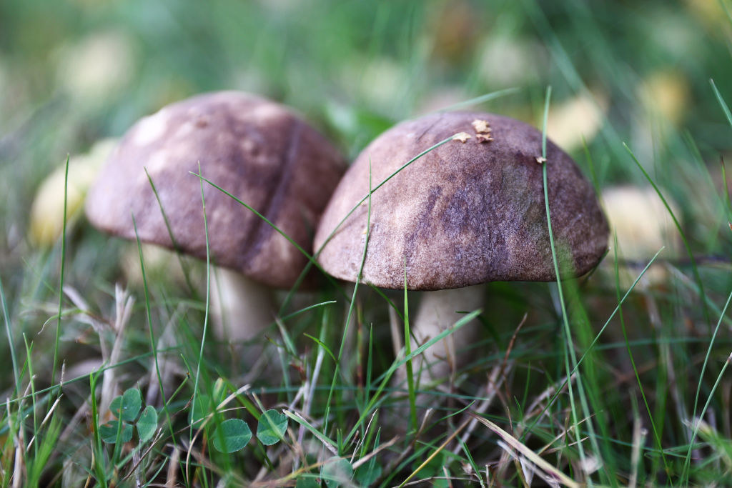 Stuknij, a przekonasz się o jakości grzyba