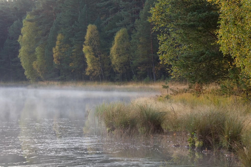 Bory Tucholskie jesienią mają wyjątkowy klimat