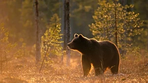Niedźwiedzie w polskich górach. Pojawiły się w dwóch parkach