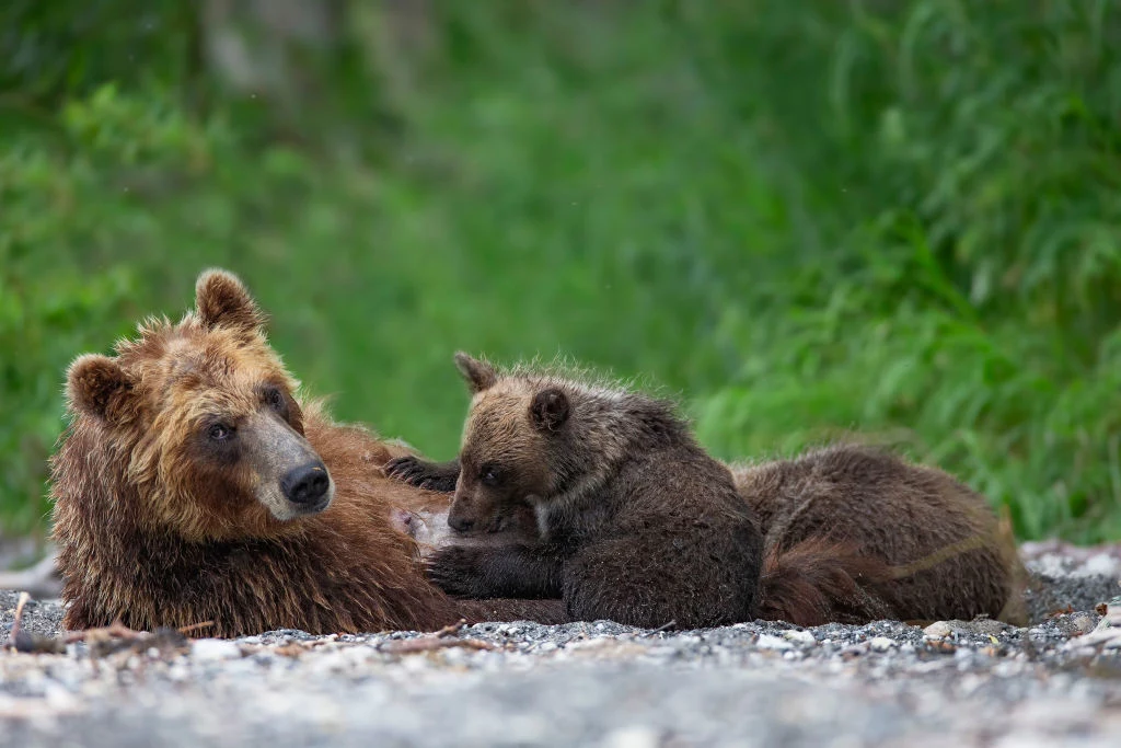 Niedźwiedzie śpią do wiosny, choć obecnie budzą się nawet w lutym