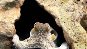 Ośmiornice mają ulubione macki. Naukowcy zbadali taktykę ich polowań 
