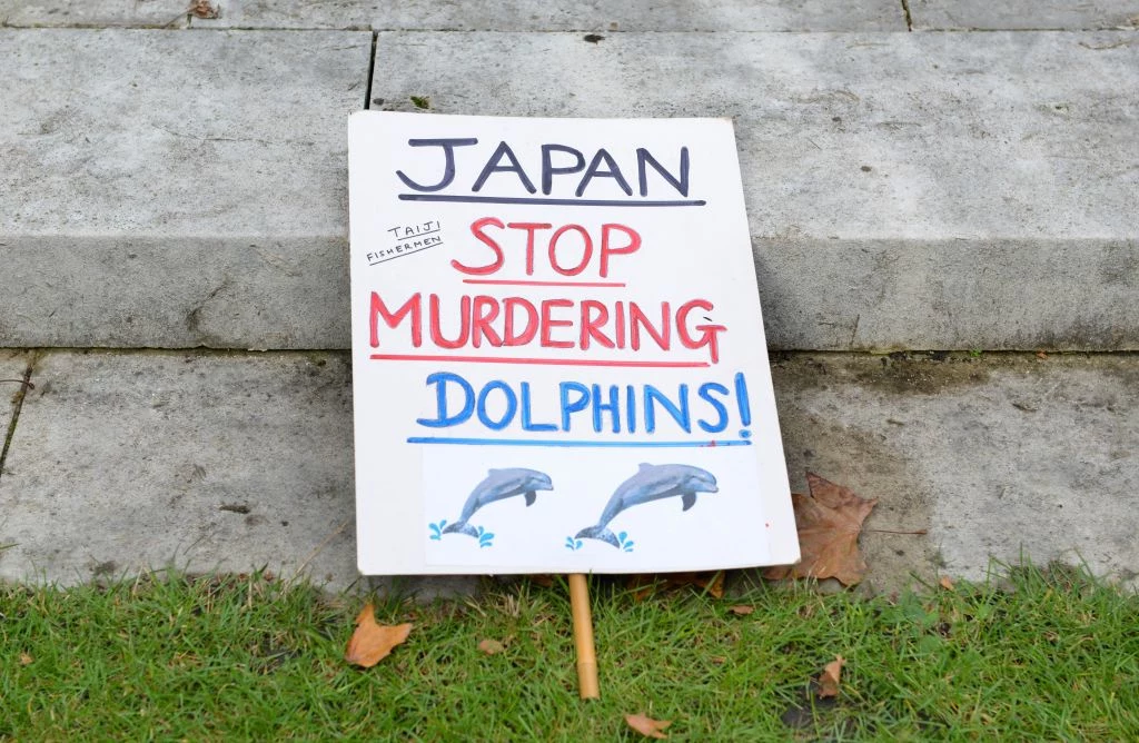 Morze Japońskie we krwi. "Japonio, przestań mordować delfiny" - napis na banerze