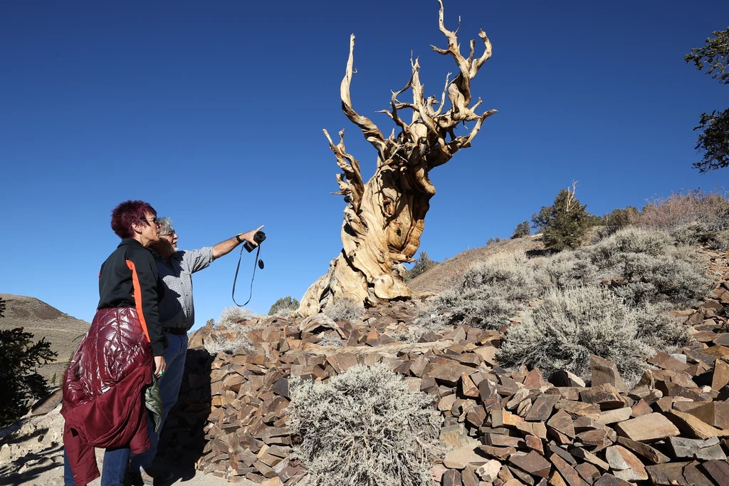 Amerykańska sosna Methuselah to jedno z najstarszych drzew na świecie. Ale czy najstarsze?