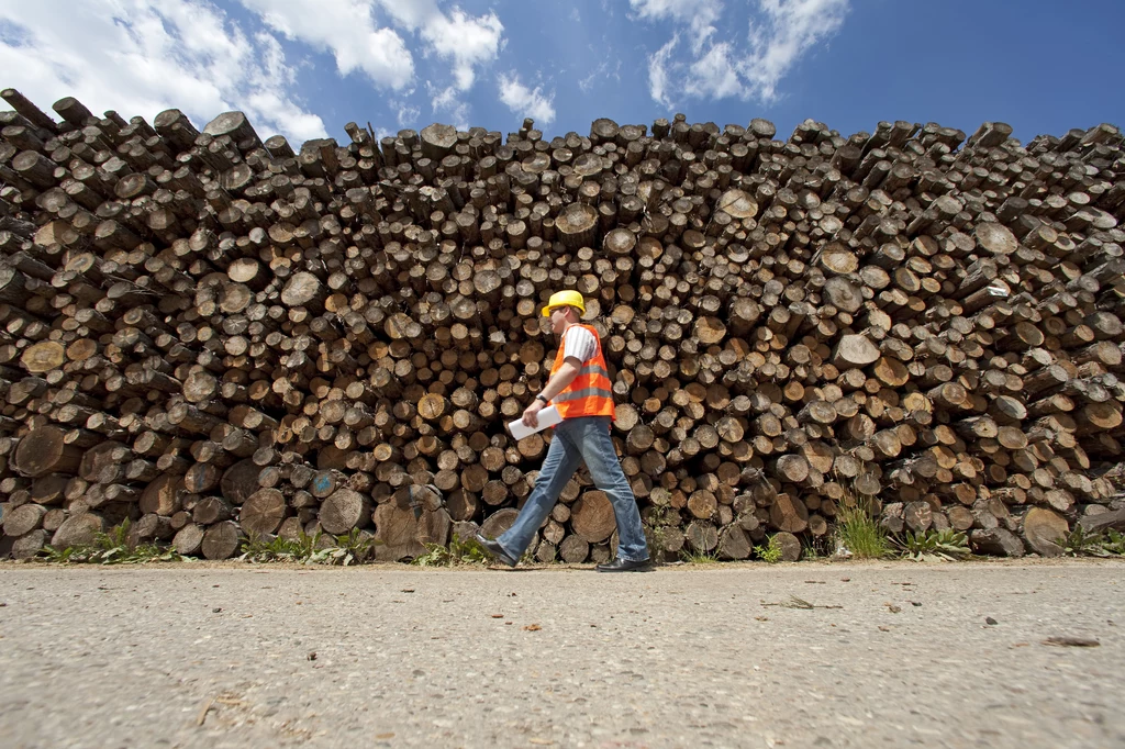 Przedsiębiorcy ostrzegają, że wysokie ceny drewna poskutkują ograniczeniem produkcji m.in. polskich mebli i kolejnymi zwolnieniami pracowników fabryk