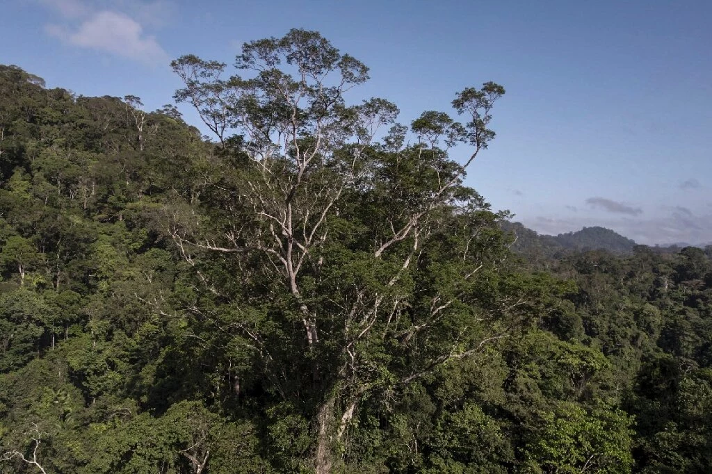 Po wieloletnich przygotowaniach naukowcy dotarli do najwyższego drzewa w Amazonii. Okaz ma niemal 90 metrów wysokości 