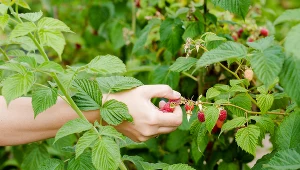 Nie przegap tego terminu sadzenia malin. Ogrodnik radzi, jak się do niego przygotować