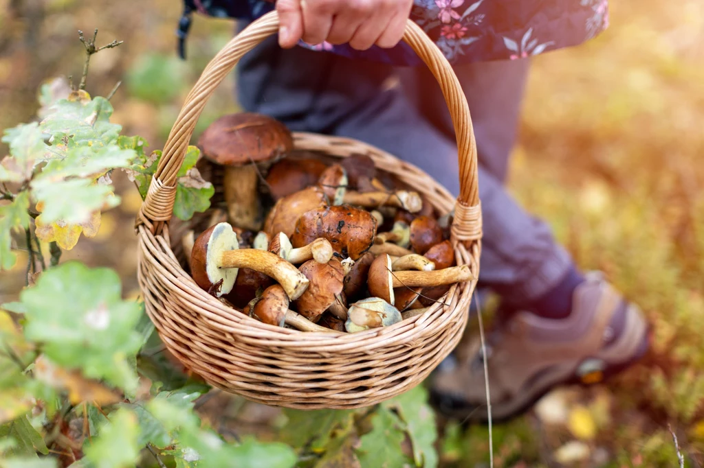 W maju można spotkać w lesie niektóre gatunki grzybów