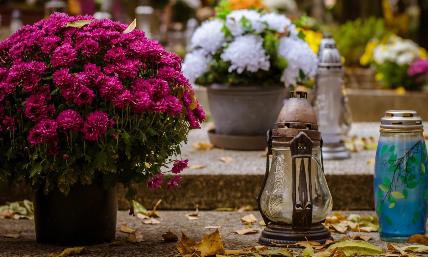 Jakie kwiaty na grób na Wszystkich Świętych? Chryzantemy to zdecydowanie najpopularniejszy wybór Jakie kwiaty na grób na Wszystkich Świętych? Chryzantemy to zdecydowanie najpopularniejszy wybór