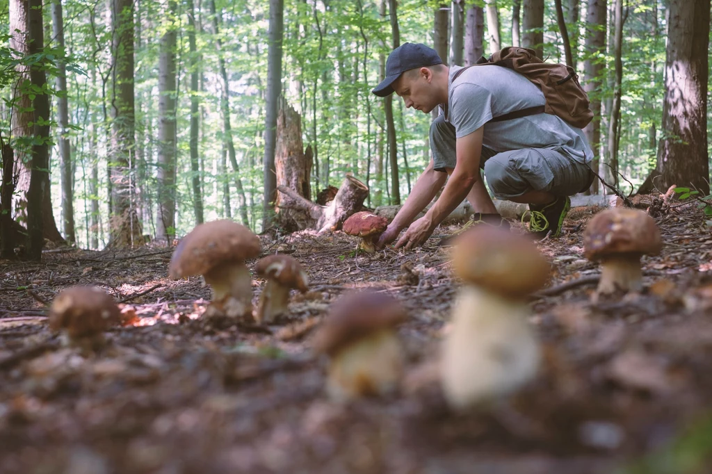 Polacy ruszyli do lasów w poszukiwaniu grzybów