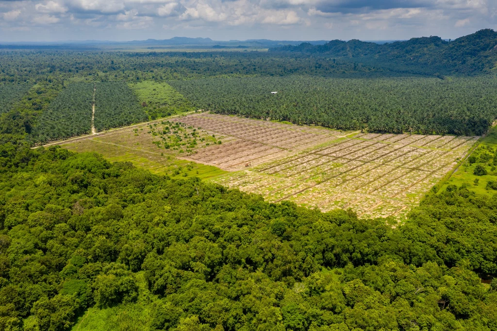 Brazylijscy farmerzy korzystają z wycinek lasów Amazonii, budując na miejsce drzew wielkie farmy soi