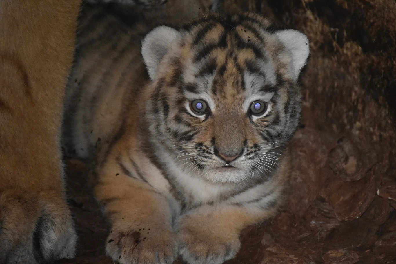 W zoo w Zamościu urodziły się dwie samice tygrysa amurskiego (syberyjskiego). Gatunek ten jest zagrożony wymarciem W zoo w Zamościu urodziły się dwie samice tygrysa amurskiego (syberyjskiego). Gatunek ten jest zagrożony wymarciem