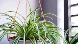 Twoja zielistka nie kwitnie? Sprawdź, który z tych błędów popełniasz 