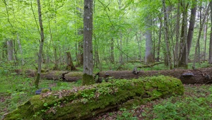 Setki starożytnych budowli w Puszczy Białowieskiej. Oto badania archeologów