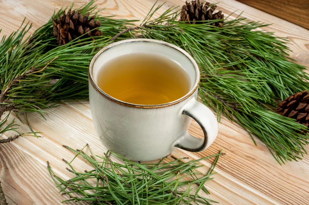 Herbata z igieł sosny pomaga zmniejszyć dokuczliwe objawy przeziębienia i zapalenia zatok