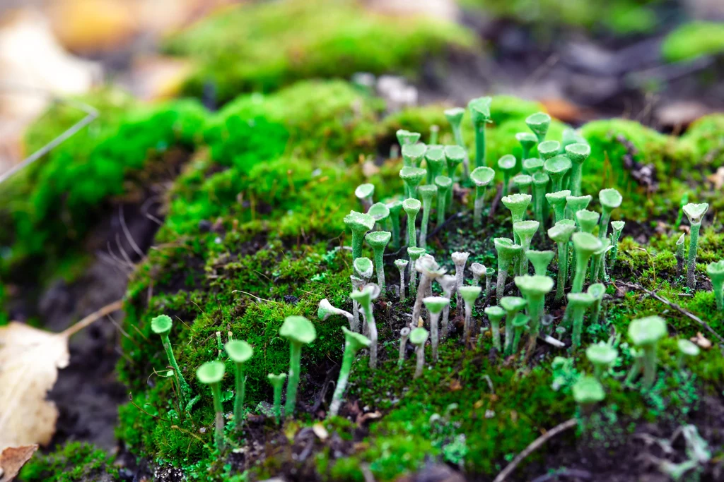 Chrobotek kubkowaty to jeden z gatunków grzybów, który sprawia, że runo w polskich lasach może przypominać egzotyczną rafę koralową