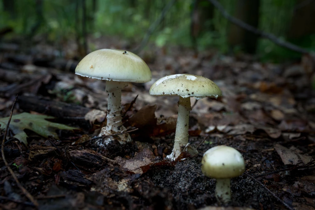 W polskich lasach rośnie wiele trujących gatunków grzybów, których spożycie może wywołać poważne problemy zdrowotne, a w skrajnych przypadkach nawet śmierć