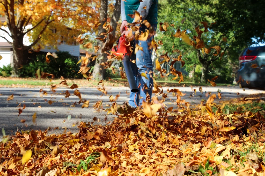 Jest wiele profesjonalnych sprzętów, których można użyć do pozbycia się liści jesienią