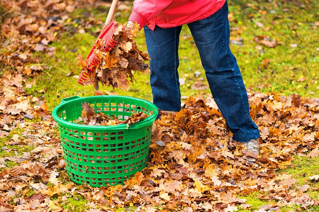 Grabienie liści jesienią jest pracochłonne, ale potrzebne 