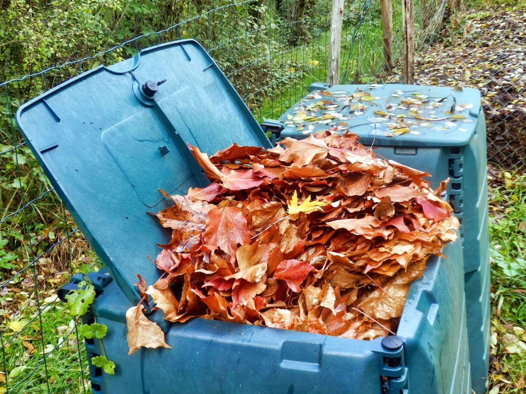 Z liści można przygotować naturalny kompost lub użyć ich do zabezpieczenia roślin przed zimą. Można je też odwieźć do PSZOK