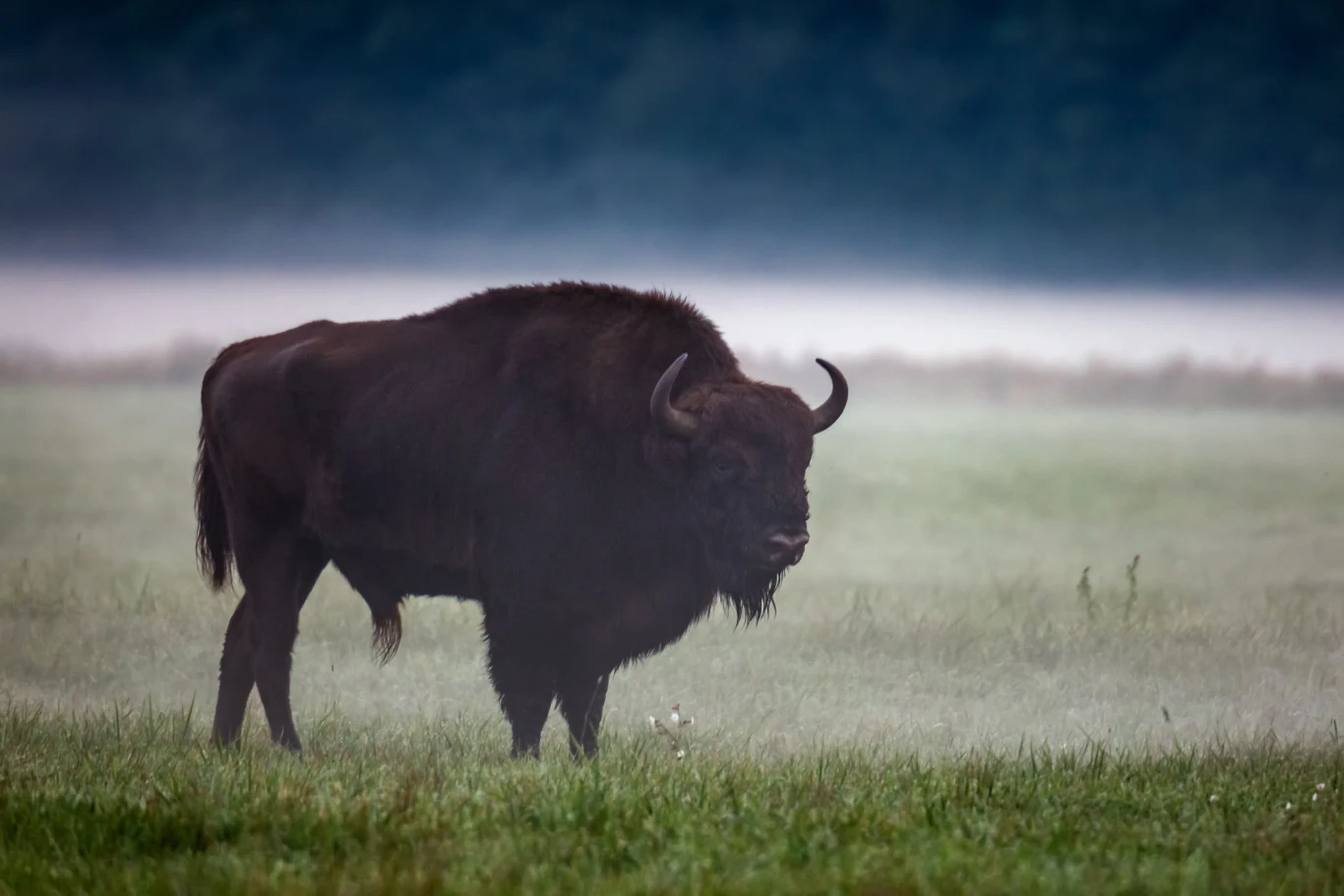 W woj. zachodniopomorskim na terenie poligonu w Drawsku znaleziono dwa martwe żubry. Prawdopodobnie zostały zastrzelone przez myśliwego, który, jak twierdzi, pomylił je z dzikiem