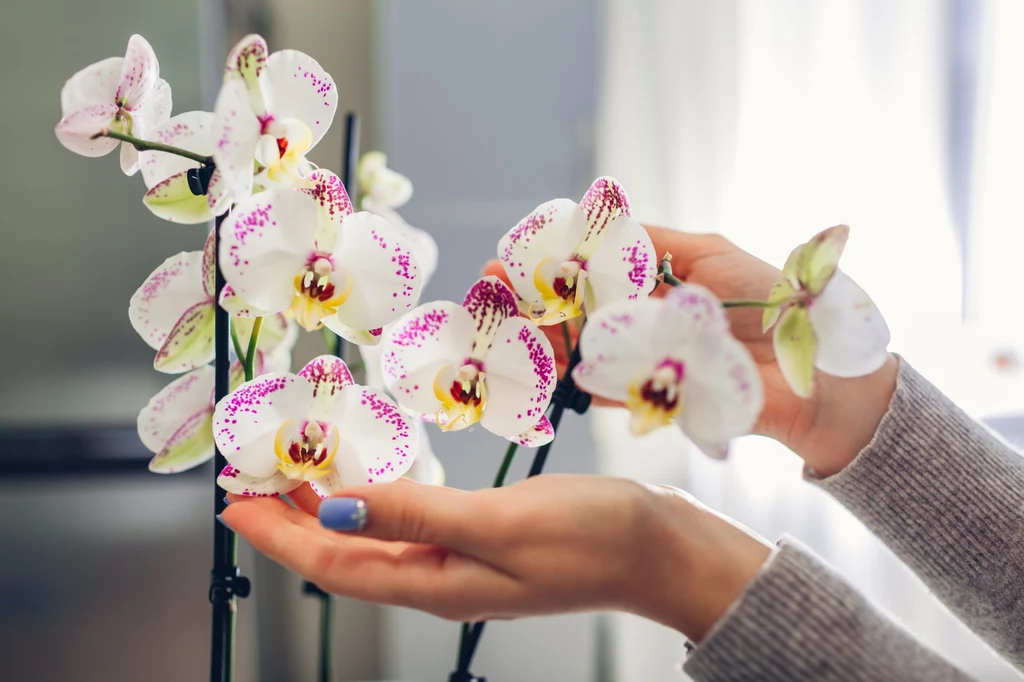 Drożdże to patent na pięknie kwitnienie storczyka