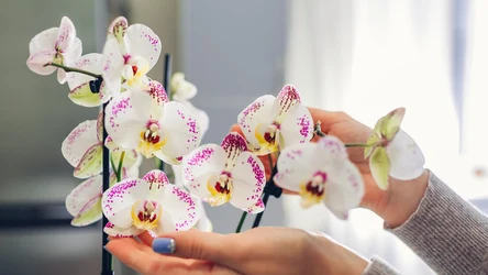 W ten prosty sposób możesz zapewnić storczykom długowieczność.