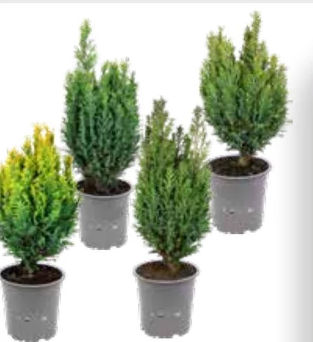 Iglak Gardenline