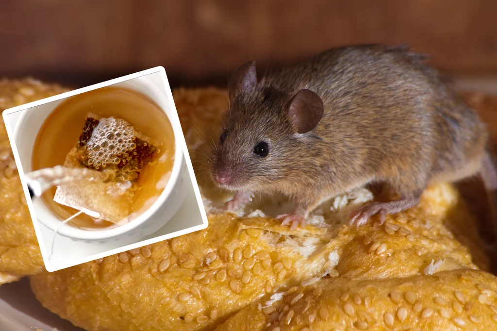 Jak odstraszyć myszy i inne szkodniki? O tych sposobach musisz pamiętać
