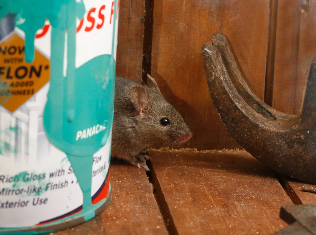 Myszy zazwyczaj przemieszczają się tuż przy krawędziach ścian