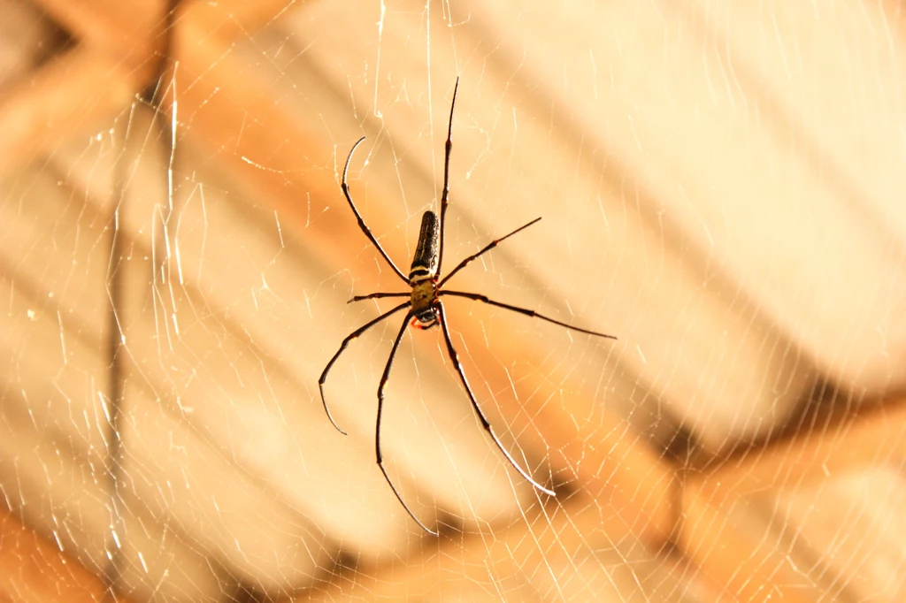 Widok pająka w domu wiele osób może przyprawiać o gęsią skórkę