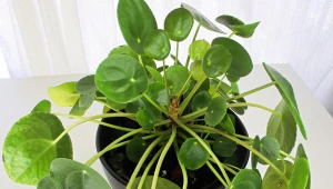 Zacznij podlewać tym pieniążka. Wystarczą 3 tygodnie, żeby wypuścił nowe liście