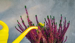 Jesienią podlewaj tym wrzosy w doniczkach. Będą długo cieszyły oko 