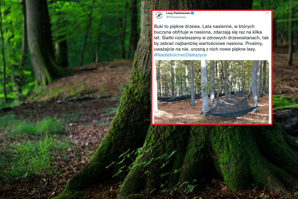 Siatki, które pojawiają się w polskich lasach, pełnią niezwykle ważną funkcję Siatki, które pojawiają się w polskich lasach, pełnią niezwykle ważną funkcję