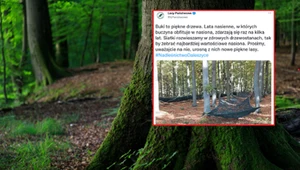 Siatki, które pojawiają się w polskich lasach, pełnią niezwykle ważną funkcję