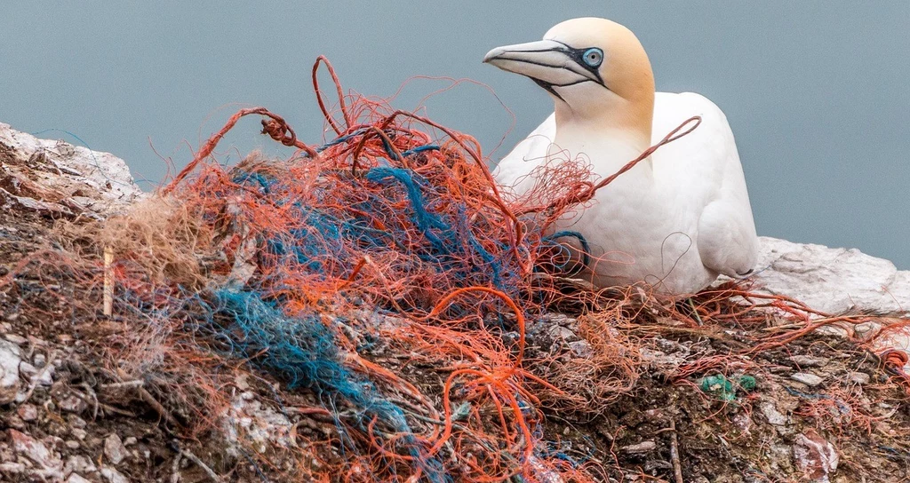Zgubione sieci rybackie zanieczyszczają oceany