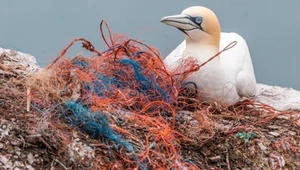 Zatrważające dane. Każdego roku do oceanów trafia ich miliardy