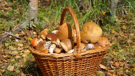 Gdzie znajdziemy grzyby w maju?