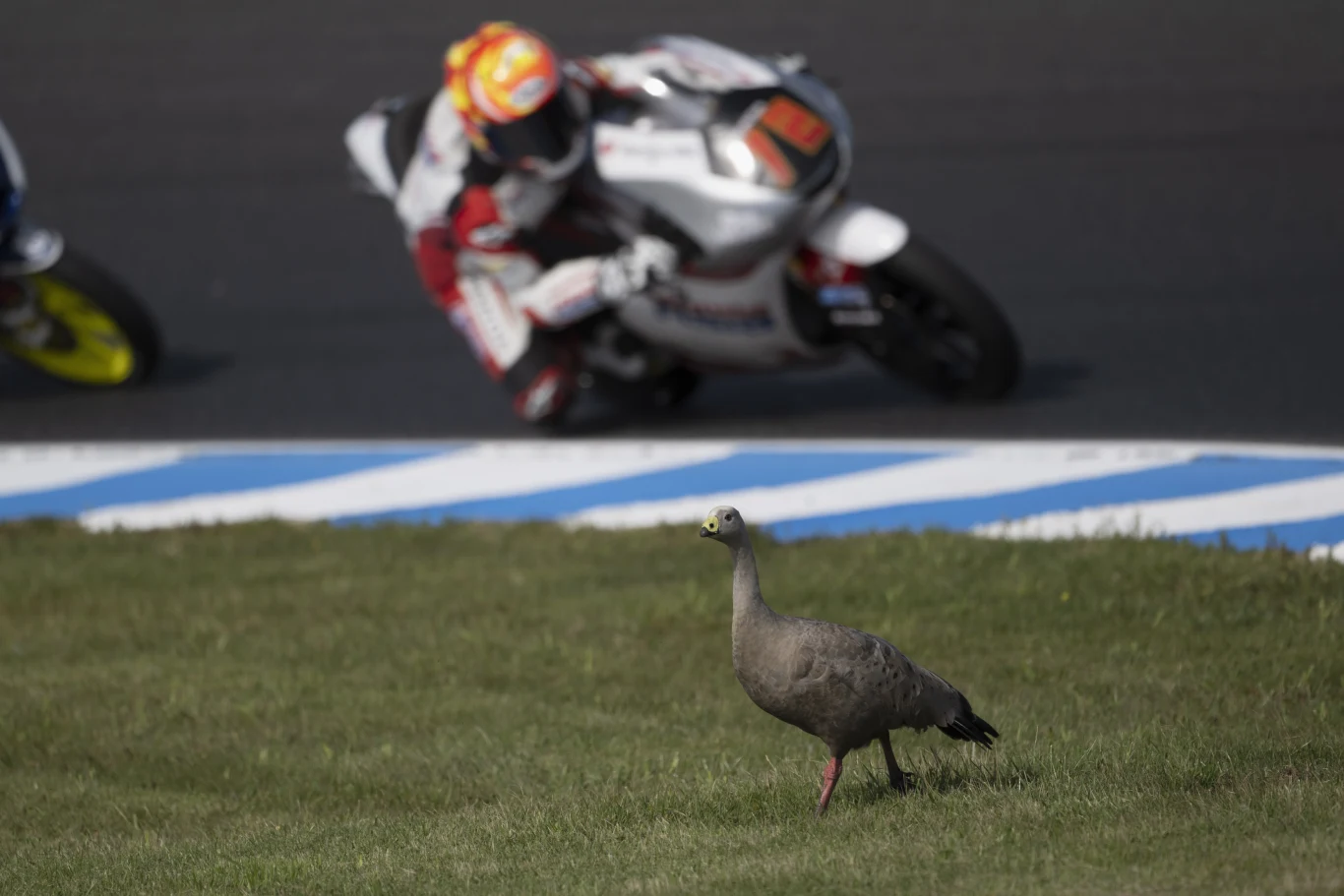 Zawodnicy motocyklowego grand prix w Australii mają osobliwy problem - ich bezpieczeństwu na torze Philip Island zagrażają dzikie ptaki i kangury przebiegające przez trasę