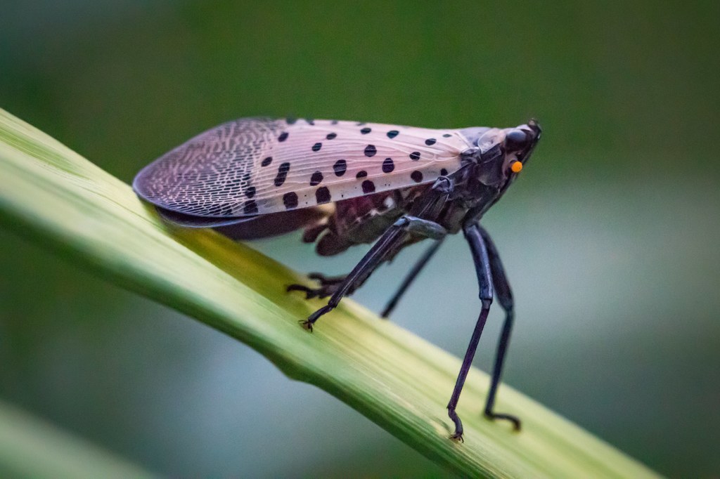 Lycorma delicatula, znane także jako muchy cętkowane, to wręcz kosmicznie wyglądające owady, które stały się ogromnym problemem w USA. Zagrażają szczególnie uprawom winorośli, która jest kluczowa dla wartego miliardy dolarów sektora winiarskiego