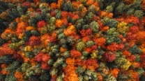 Złota polska jesień w Tatrach w obiektywie Kuby Witosa zachwyca różnorodnymi kolorami. 