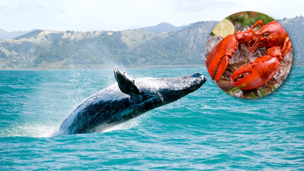 Wieloryby północnoatlantyckie są skrajnie zagrożonym gatunkiem. Aktywiści alarmują o ich powiązaniu ze spożywaniem homarów - chodzi o liny rybackie, które mogą prowadzić do śmierci ssakó