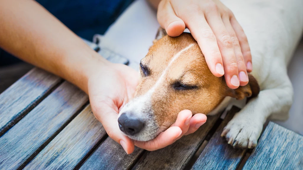 Naukowcom udało się potwierdzić, że głaskanie psów wpływa zbawiennie na ludzki mózg. Odkrycie może być kluczowe dla ulepszenia terapii z udziałem czworonogów